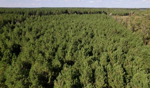 Photo #17 of SOLD property in Off California Road, Farmville, NC 13.2 acres