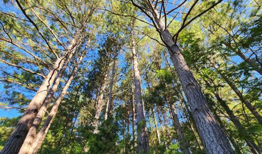 Photo #24 of SOLD property in 4465 Harmony Road, Long Island, VA 135.5 acres