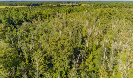 Photo #6 of SOLD property in Off Wallace Highway, Wallace, NC 13.2 acres