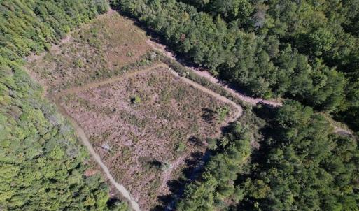 Photo #8 of SOLD property in Off Highway 305, Rich Square, NC 16.4 acres