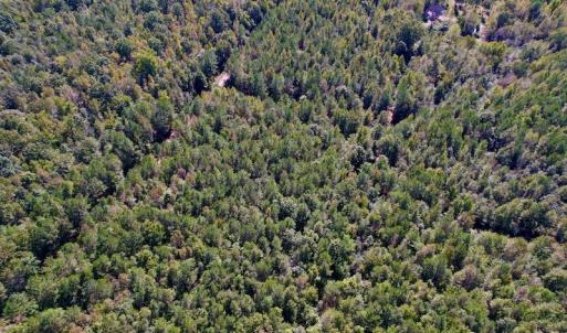 Photo #9 of SOLD property in Off Highway 305, Rich Square, NC 16.4 acres