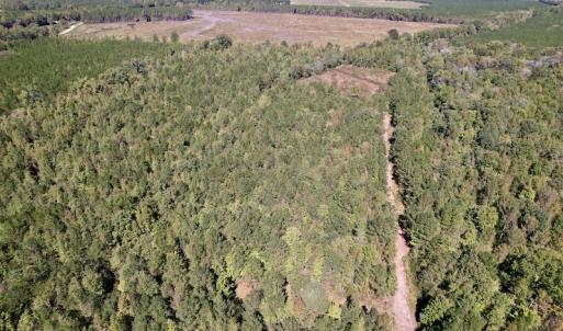 Photo #10 of SOLD property in Off Highway 305, Rich Square, NC 16.4 acres