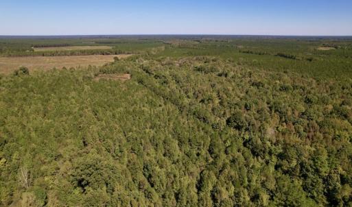 Photo #11 of SOLD property in Off Highway 305, Rich Square, NC 16.4 acres