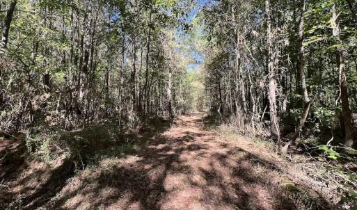 Photo #12 of SOLD property in Off Highway 305, Rich Square, NC 16.4 acres