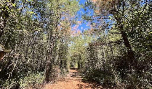 Photo #13 of SOLD property in Off Highway 305, Rich Square, NC 16.4 acres