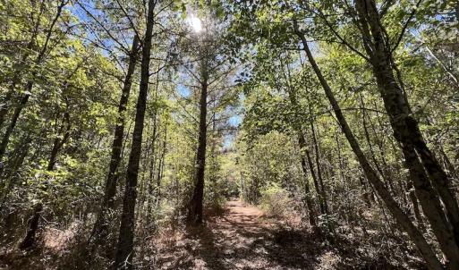 Photo #14 of SOLD property in Off Highway 305, Rich Square, NC 16.4 acres
