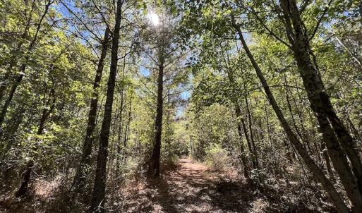 Photo #14 of SOLD property in Off Highway 305, Rich Square, NC 16.4 acres