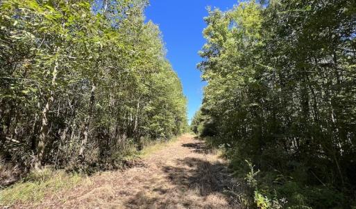 Photo #15 of SOLD property in Off Highway 305, Rich Square, NC 16.4 acres