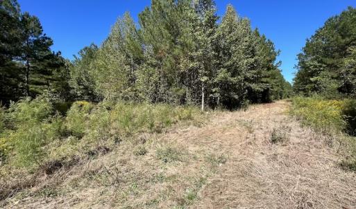 Photo #18 of SOLD property in Off Highway 305, Rich Square, NC 16.4 acres