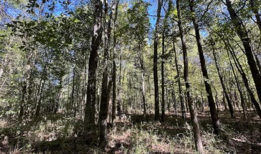 Photo #19 of SOLD property in Off Highway 305, Rich Square, NC 16.4 acres