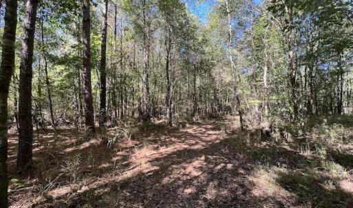 Photo #20 of SOLD property in Off Highway 305, Rich Square, NC 16.4 acres