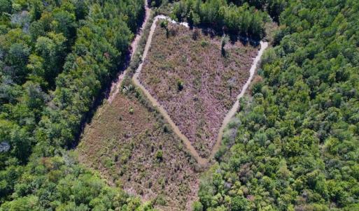 Photo #7 of SOLD property in Off Highway 305, Rich Square, NC 16.4 acres