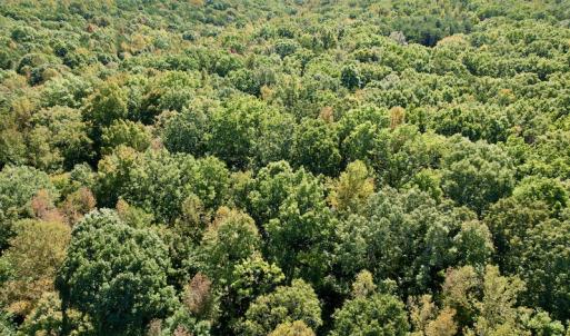 Photo #11 of SOLD property in Off Turkey Track Farms Trail, Nathalie, VA 20.1 acres