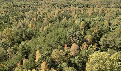 Photo #13 of SOLD property in Off Turkey Track Farms Trail, Nathalie, VA 20.1 acres