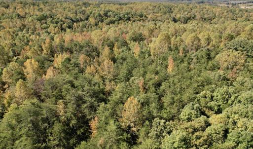 Photo #15 of SOLD property in Off Turkey Track Farms Trail, Nathalie, VA 20.1 acres