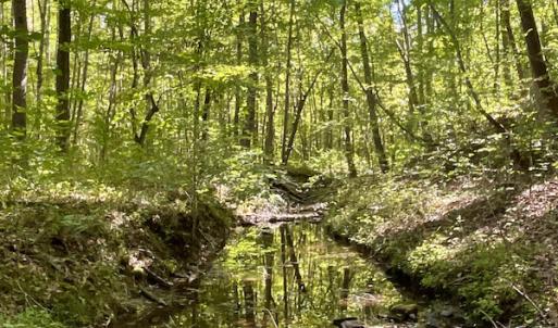 Photo #29 of SOLD property in Off Turkey Track Farms Trail, Nathalie, VA 20.1 acres