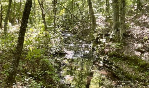 Photo #30 of SOLD property in Off Turkey Track Farms Trail, Nathalie, VA 20.1 acres