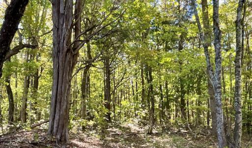 Photo #31 of SOLD property in Off Turkey Track Farms Trail, Nathalie, VA 20.1 acres