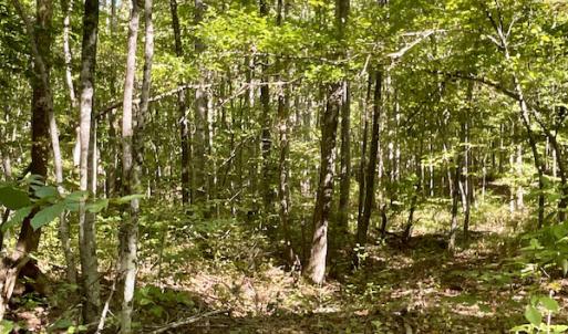 Photo #32 of SOLD property in Off Turkey Track Farms Trail, Nathalie, VA 20.1 acres