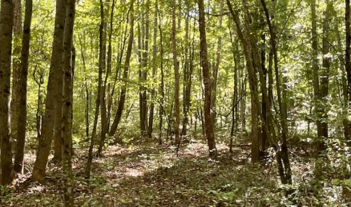 Photo #33 of SOLD property in Off Turkey Track Farms Trail, Nathalie, VA 20.1 acres
