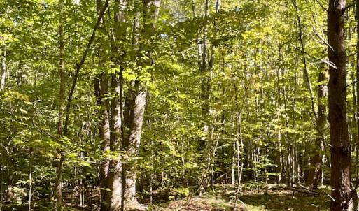 Photo #34 of SOLD property in Off Turkey Track Farms Trail, Nathalie, VA 20.1 acres