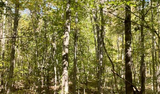 Photo #35 of SOLD property in Off Turkey Track Farms Trail, Nathalie, VA 20.1 acres