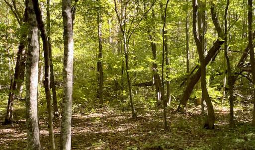 Photo #36 of SOLD property in Off Turkey Track Farms Trail, Nathalie, VA 20.1 acres
