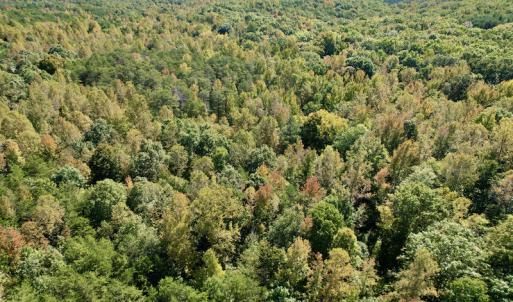 Photo #7 of SOLD property in Off Turkey Track Farms Trail, Nathalie, VA 20.1 acres