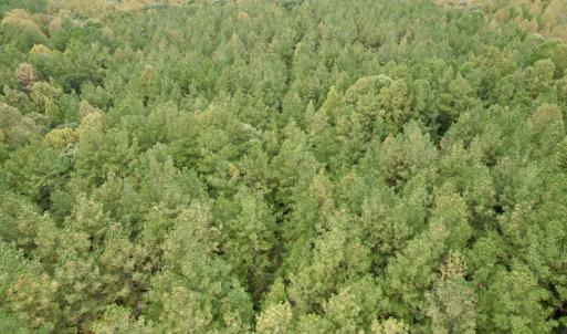 Photo #15 of SOLD property in 627 Sports Lake Road, New Canton, VA 42.6 acres