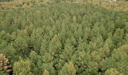 Photo #18 of SOLD property in 627 Sports Lake Road, New Canton, VA 42.6 acres