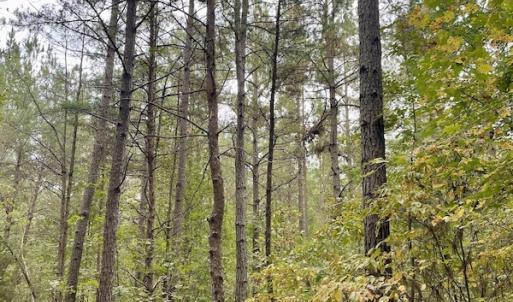 Photo #47 of SOLD property in 627 Sports Lake Road, New Canton, VA 42.6 acres