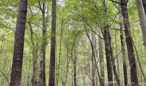 Photo #48 of SOLD property in 627 Sports Lake Road, New Canton, VA 42.6 acres