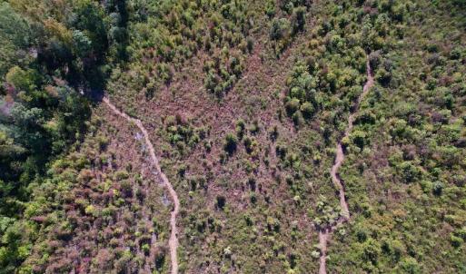 Photo #17 of SOLD property in Off Warrenton-Embro Road, Warrenton, NC 38.0 acres