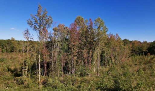 Photo #16 of SOLD property in Off Rowe Road, Warrenton, NC 15.0 acres