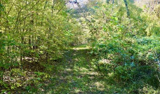 Photo #20 of SOLD property in Off Shared Lane, Bedford, VA 79.0 acres