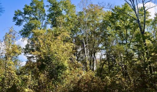 Photo #24 of SOLD property in Off Shared Lane, Bedford, VA 79.0 acres