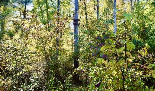 Photo #25 of SOLD property in Off Shared Lane, Bedford, VA 79.0 acres