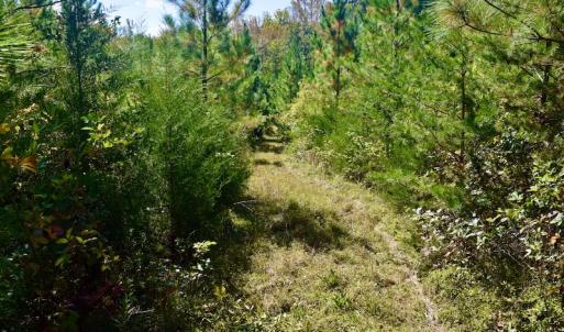 Photo #27 of SOLD property in Off Shared Lane, Bedford, VA 79.0 acres