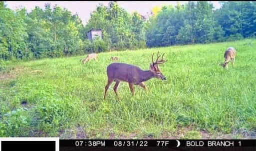Photo #49 of SOLD property in Off Shared Lane, Bedford, VA 79.0 acres