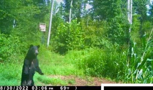 Photo #50 of SOLD property in Off Shared Lane, Bedford, VA 79.0 acres
