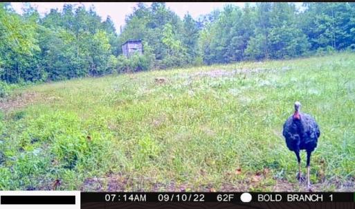 Photo #52 of SOLD property in Off Shared Lane, Bedford, VA 79.0 acres