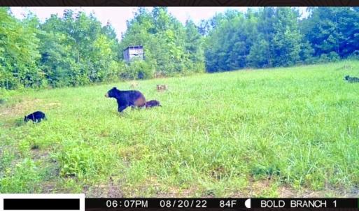 Photo #53 of SOLD property in Off Shared Lane, Bedford, VA 79.0 acres