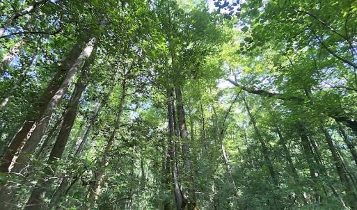 Photo #34 of SOLD property in 4372 Deer Forest Road, Suffolk, VA 68.0 acres