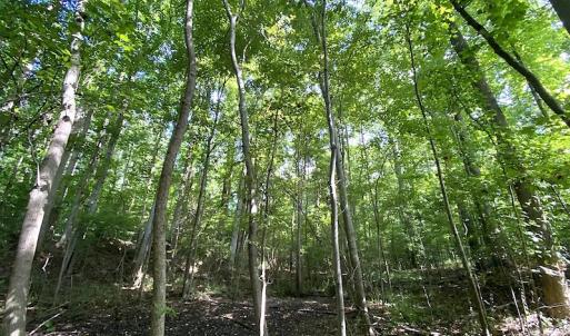 Photo #37 of SOLD property in 4372 Deer Forest Road, Suffolk, VA 68.0 acres