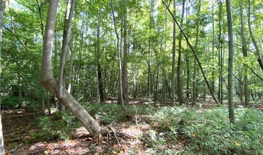 Photo #38 of SOLD property in 4372 Deer Forest Road, Suffolk, VA 68.0 acres