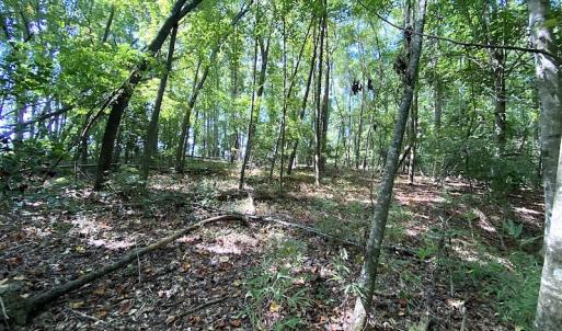 Photo #39 of SOLD property in 4372 Deer Forest Road, Suffolk, VA 68.0 acres