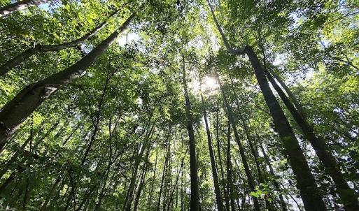 Photo #40 of SOLD property in 4372 Deer Forest Road, Suffolk, VA 68.0 acres
