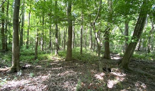 Photo #44 of SOLD property in 4372 Deer Forest Road, Suffolk, VA 68.0 acres