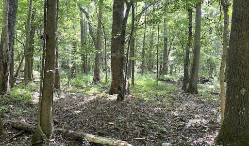 Photo #46 of SOLD property in 4372 Deer Forest Road, Suffolk, VA 68.0 acres
