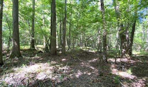 Photo #47 of SOLD property in 4372 Deer Forest Road, Suffolk, VA 68.0 acres